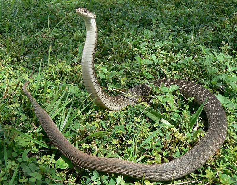 Keelback Snake 04