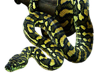python