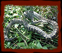 Coastal Carpet Python