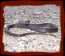 Eastern Brown Snake