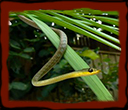 common-tree-snake