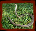 Keelback