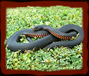 Red-bellied Black Snake