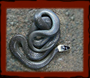 White Crowned Snake